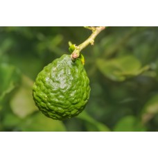 Indonesian Lime