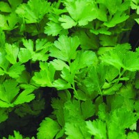 Italian Parsley