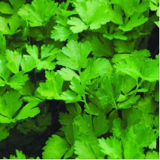 Italian Parsley
