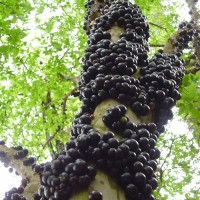 Jabuticaba