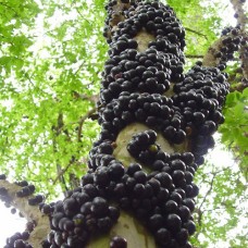 Jabuticaba