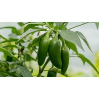 Jalapeño