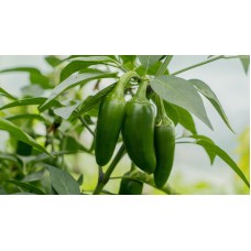 Jalapeño