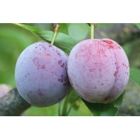 Japanese Plum