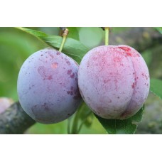 Japanese Plum