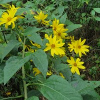 Jerusalem Artichoke Leaves