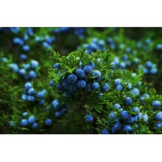 Juniper Berry