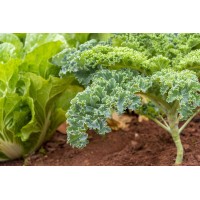 Kale