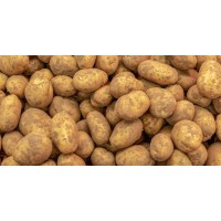 Kennebec Potato