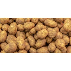 Kennebec Potato