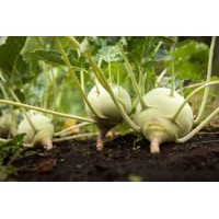 Kohlrabi