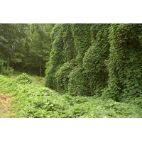 Kudzu