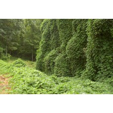 Kudzu
