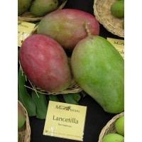 Lancetilla Mango