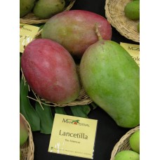 Lancetilla Mango