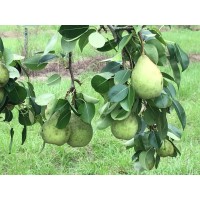 Le Conte Pear
