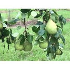 Le Conte Pear