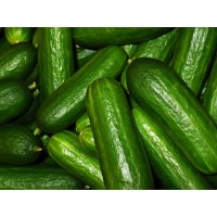 Lebanese Cucumber