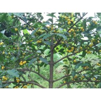 Lemon Drop Mangosteen