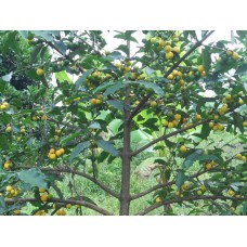 Lemon Drop Mangosteen