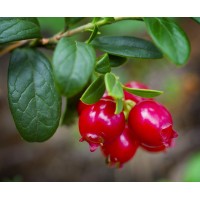 Lingonberry