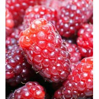 Loganberry