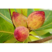 Long‑peduncled Almond