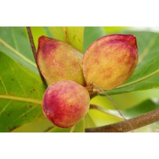 Long‑peduncled Almond