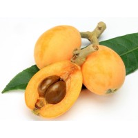 Loquat