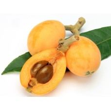 Loquat