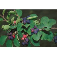Low Juneberry