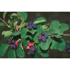 Low Juneberry