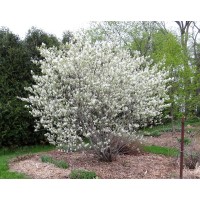 Low Serviceberry