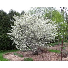 Low Serviceberry