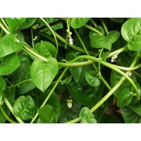 Malabar Spinach