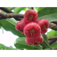 Malay Rose Apple