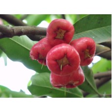 Malay Rose Apple