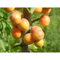 Manchurian Apricot