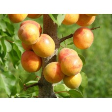 Manchurian Apricot