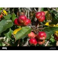 Manchurian Crab Apple
