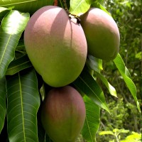 Mangifera Indica