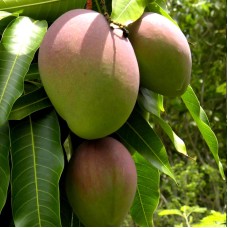 Mangifera Indica