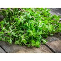 Marjoram