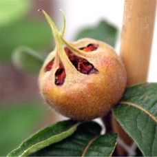 Medlar