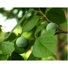 Mexican Plum