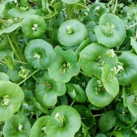 Miner's Lettuce