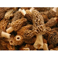 Morel Mushroom