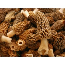 Morel Mushroom