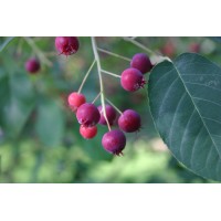 Mountain Serviceberry