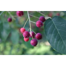 Mountain Serviceberry